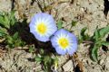 Convolvulus tricolor